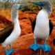 Group logo of Biodiversity and Evolution of the Galapagos islands and mainland Ecuador